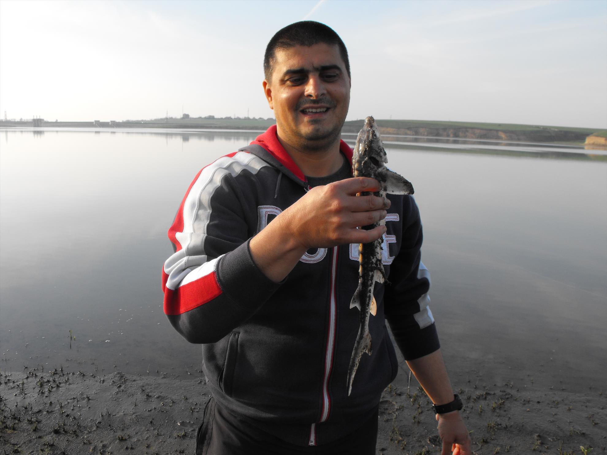 sarulesti, 18.06.2011 - sturion de sarulesti